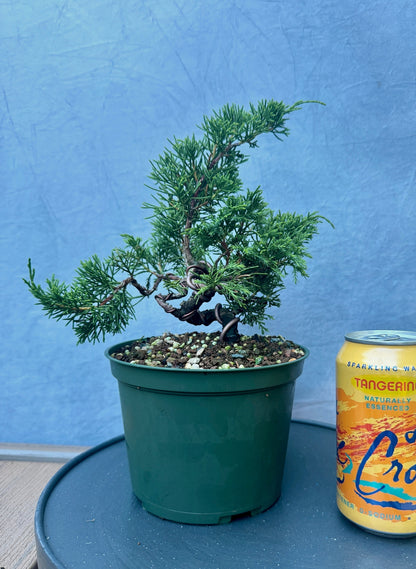 Itiogawa Shimpaku Juniper #2