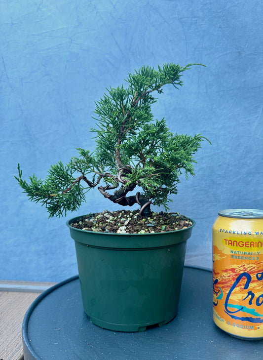 Itiogawa Shimpaku Juniper #2
