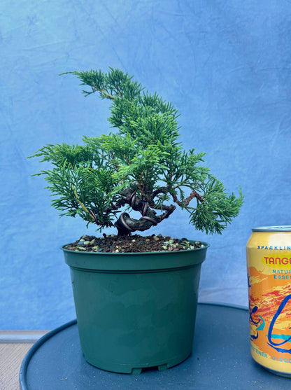 Itiogawa Shimpaku Juniper #2