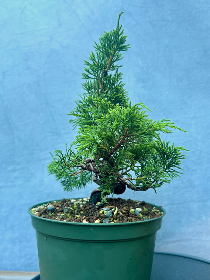 Itiogawa Shimpaku Juniper #2