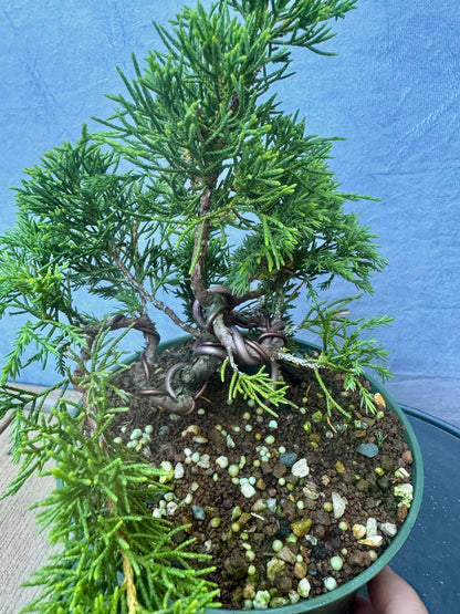 Itiogawa Shimpaku Juniper #2