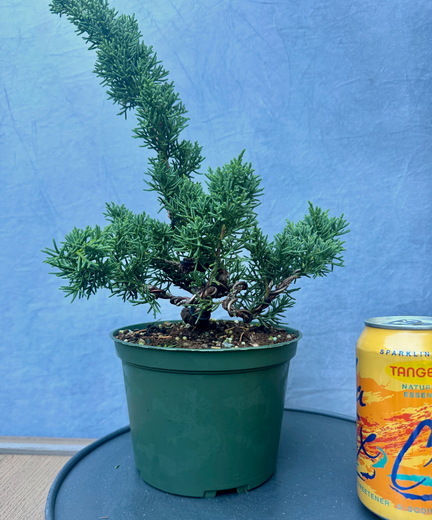 Kishu Shimpaku Juniper #2