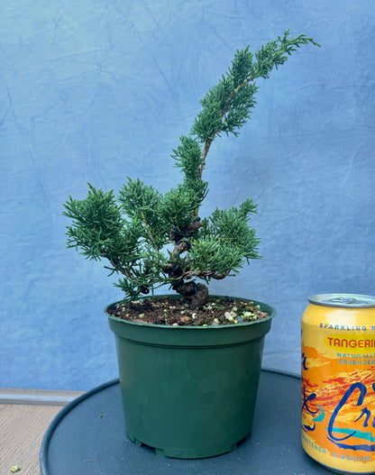 Kishu Shimpaku Juniper #2