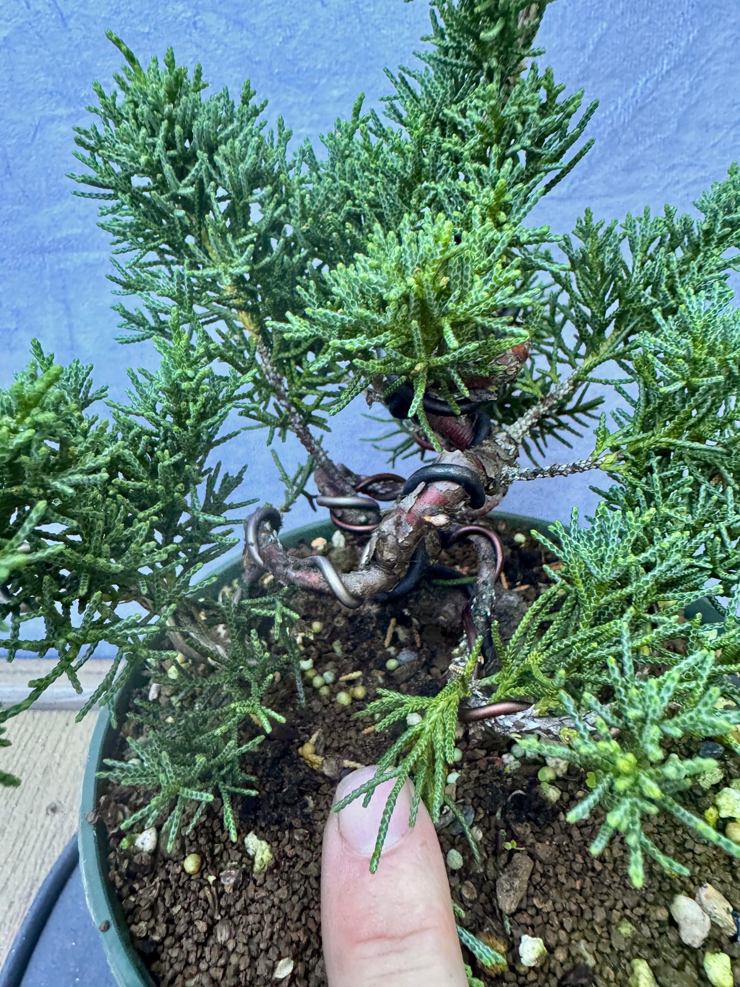 Kishu Shimpaku Juniper #2