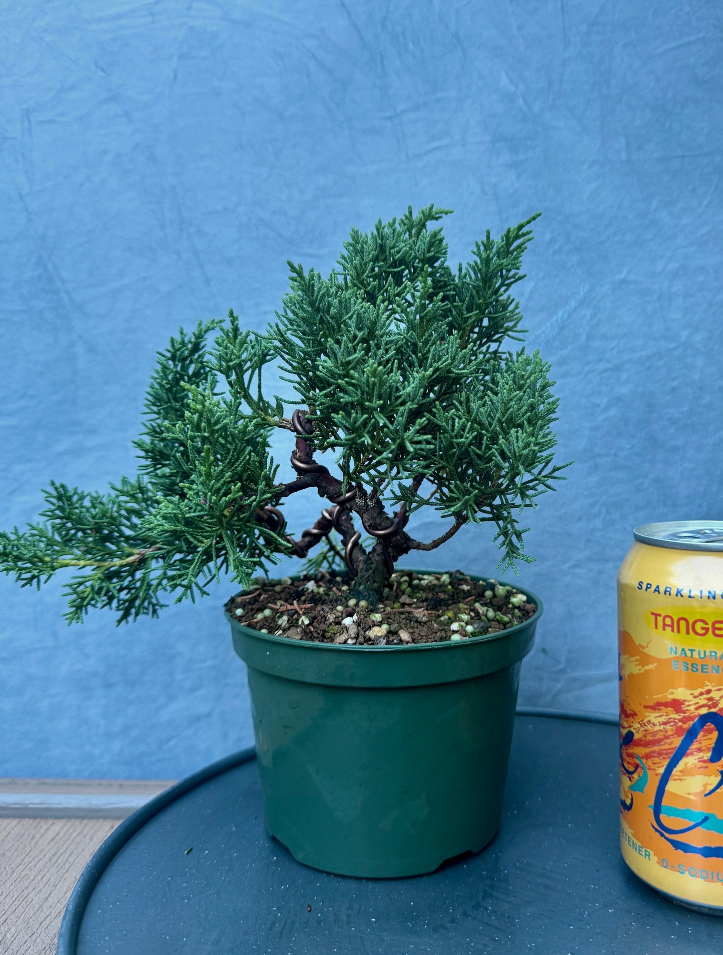 Kishu Shimpaku Juniper #3