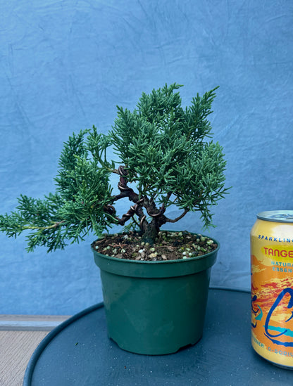 Kishu Shimpaku Juniper #3