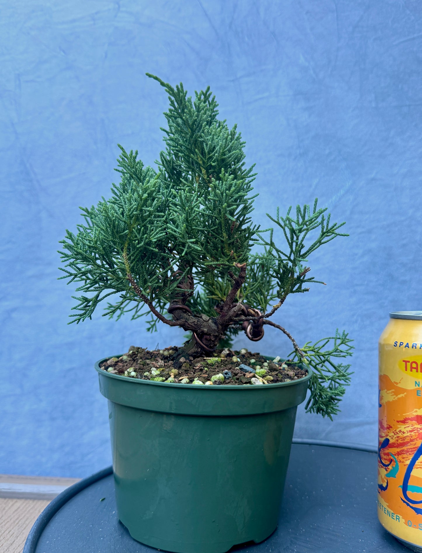 Kishu Shimpaku Juniper #3