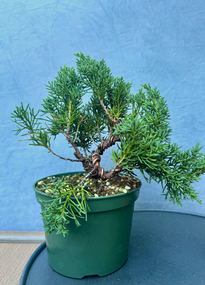 Kishu Shimpaku Juniper #3