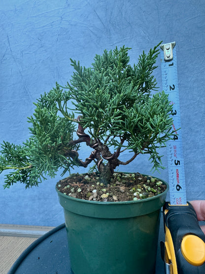 Kishu Shimpaku Juniper #3