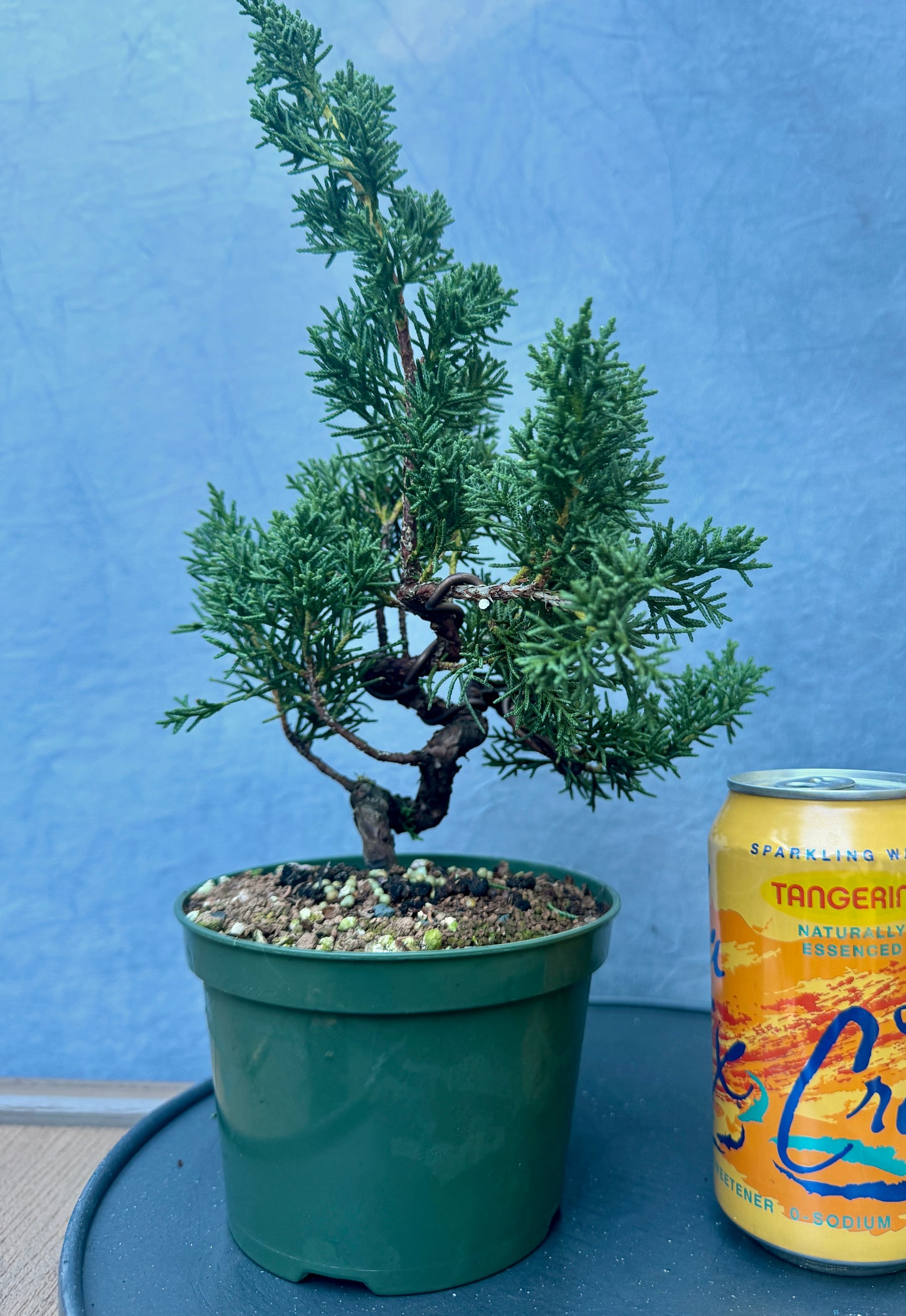 Kishu Shimpaku Juniper #4