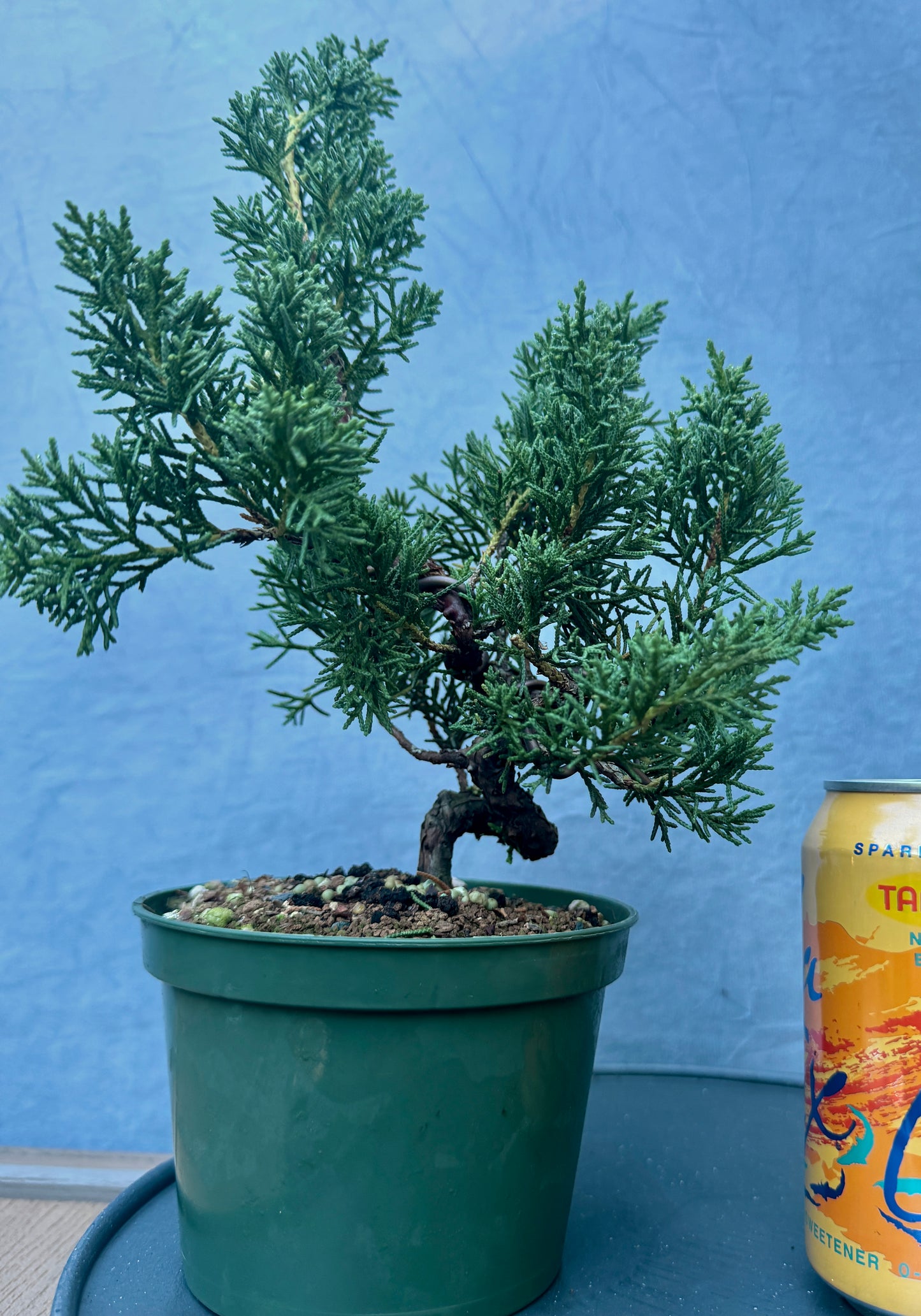 Kishu Shimpaku Juniper #4