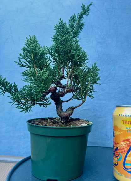 Kishu Shimpaku Juniper #4