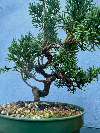 Kishu Shimpaku Juniper #4