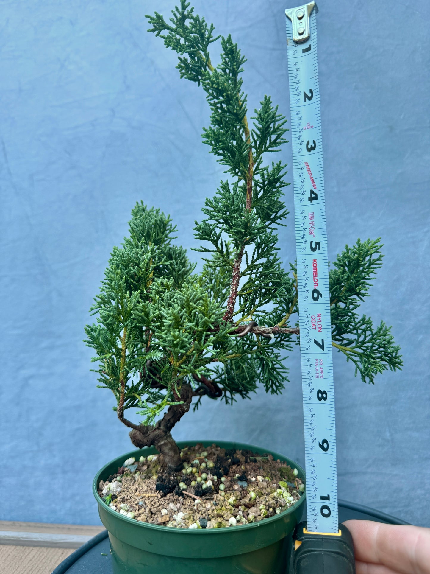 Kishu Shimpaku Juniper #4