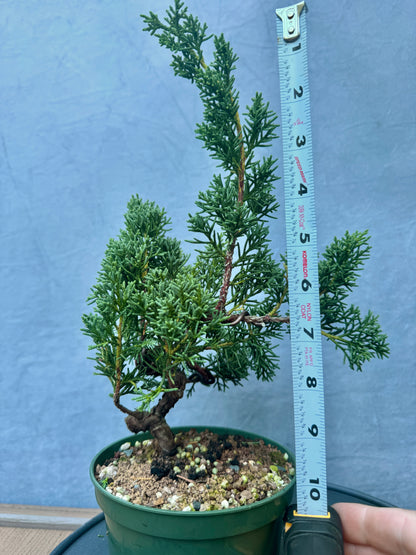 Kishu Shimpaku Juniper #4