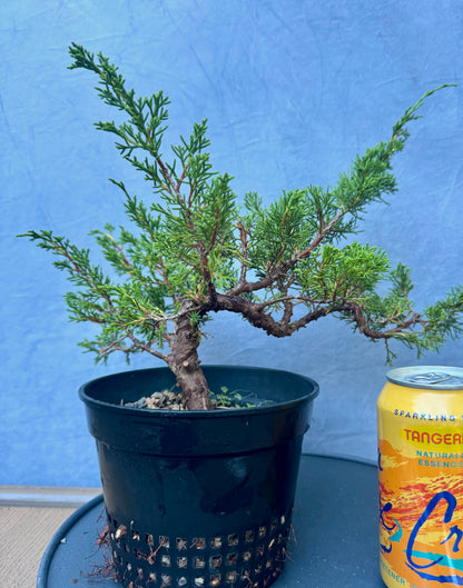 Itiogawa Shimpaku Juniper #3