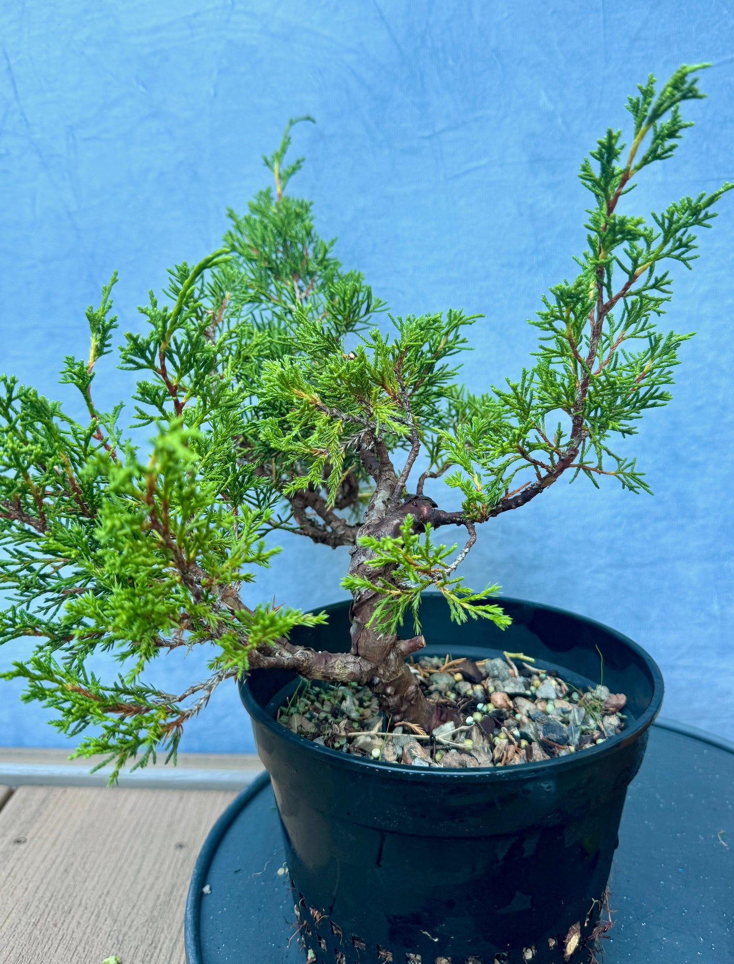 Itiogawa Shimpaku Juniper #3