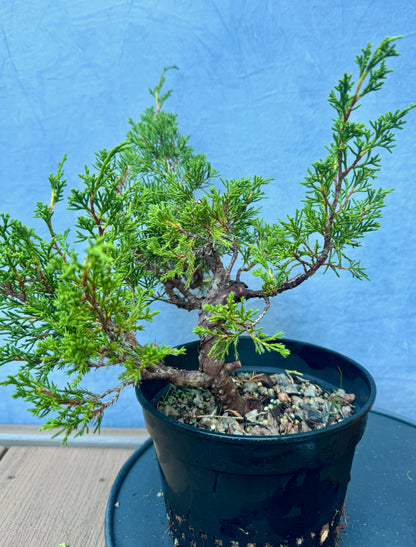 Itiogawa Shimpaku Juniper #3