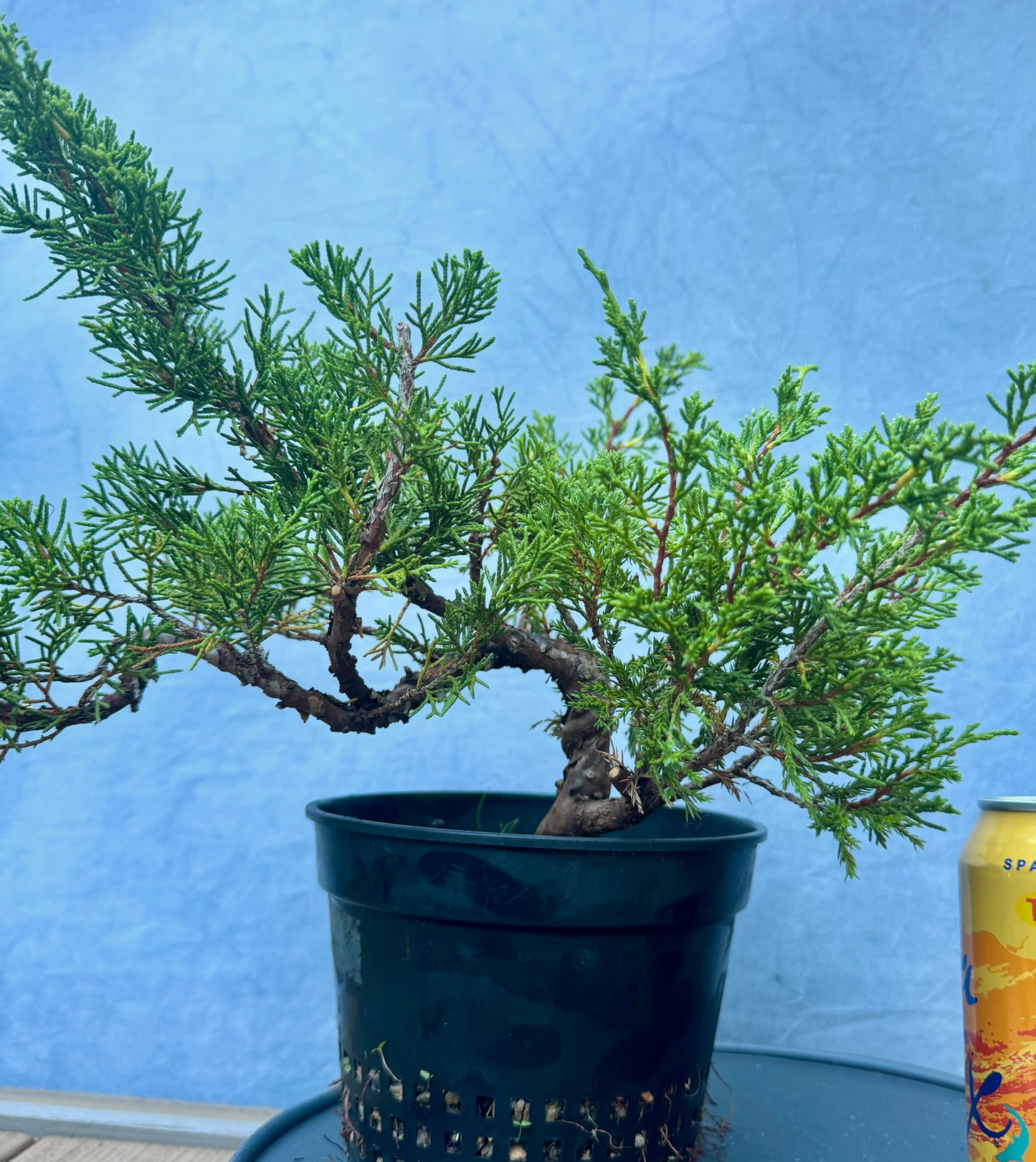 Itiogawa Shimpaku Juniper #3