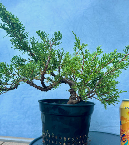 Itiogawa Shimpaku Juniper #3