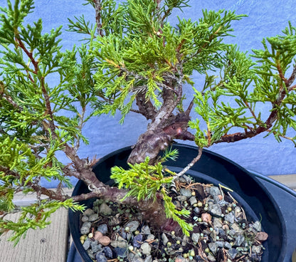 Itiogawa Shimpaku Juniper #3