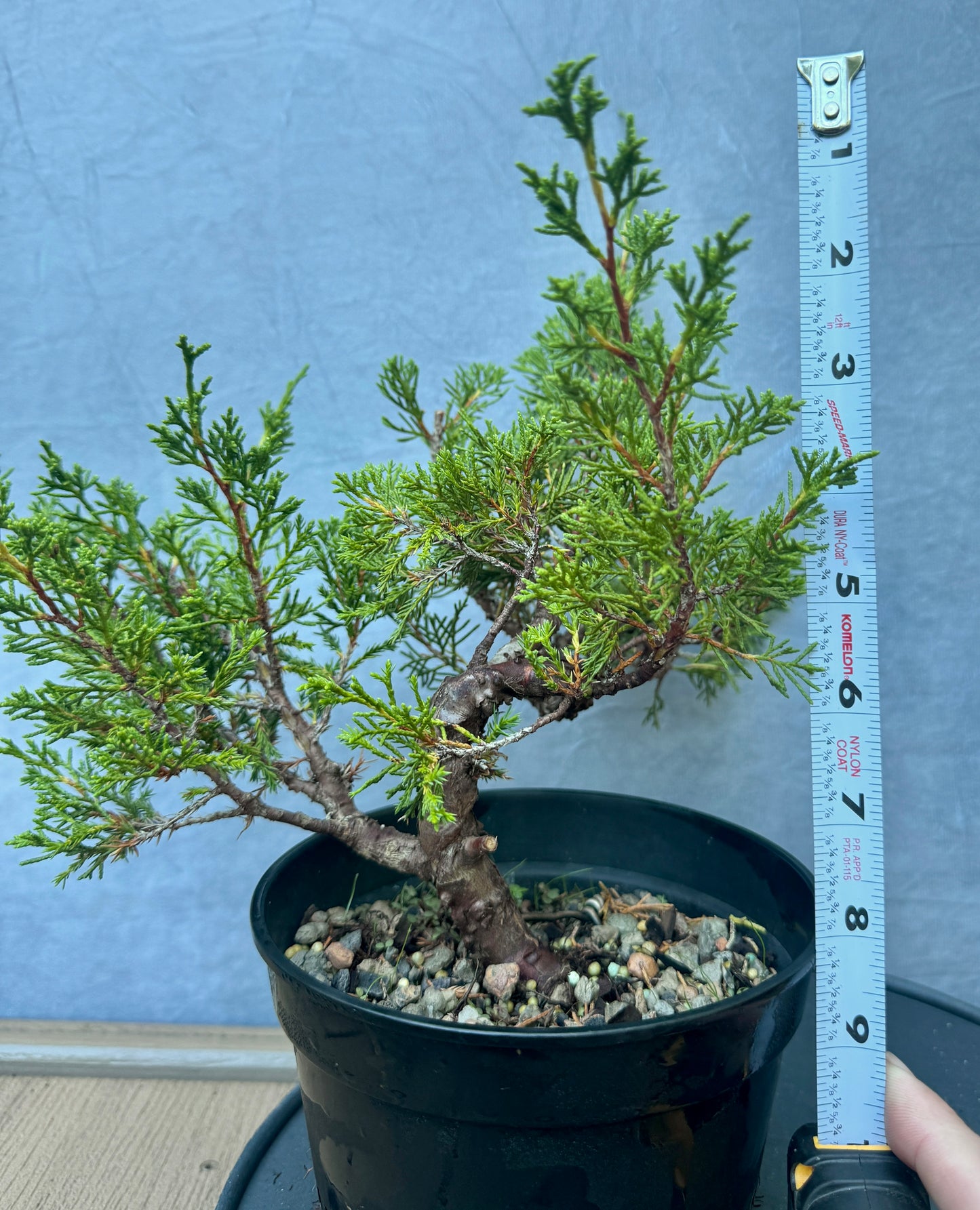 Itiogawa Shimpaku Juniper #3