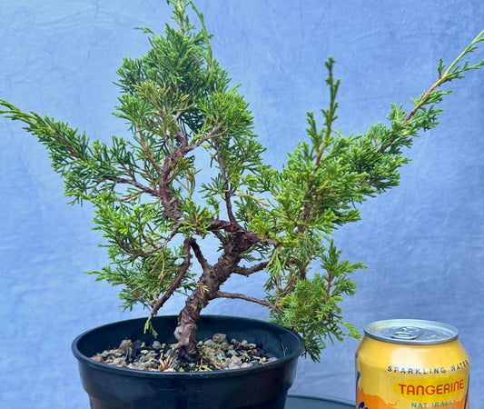 Itiogawa Shimpaku Juniper #4