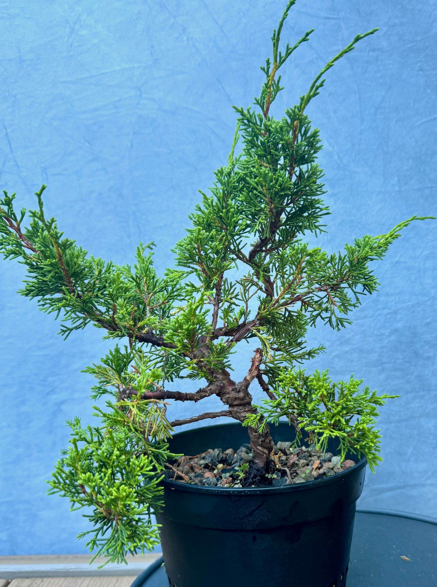 Itiogawa Shimpaku Juniper #4