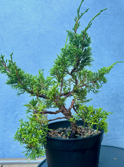 Itiogawa Shimpaku Juniper #4
