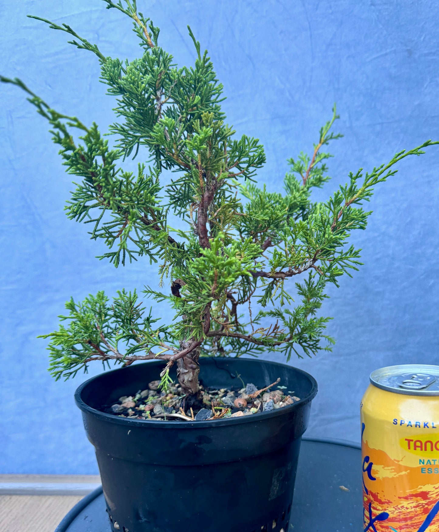 Itiogawa Shimpaku Juniper #4