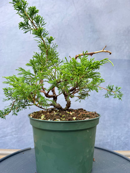 Itiogawa Shimpaku Juniper #5