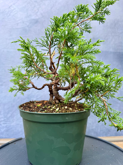 Itiogawa Shimpaku Juniper #5