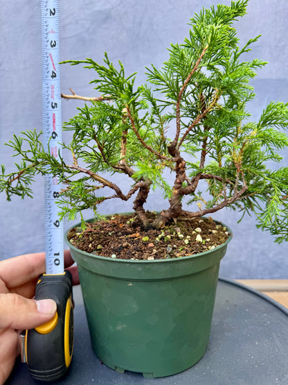 Itiogawa Shimpaku Juniper #5