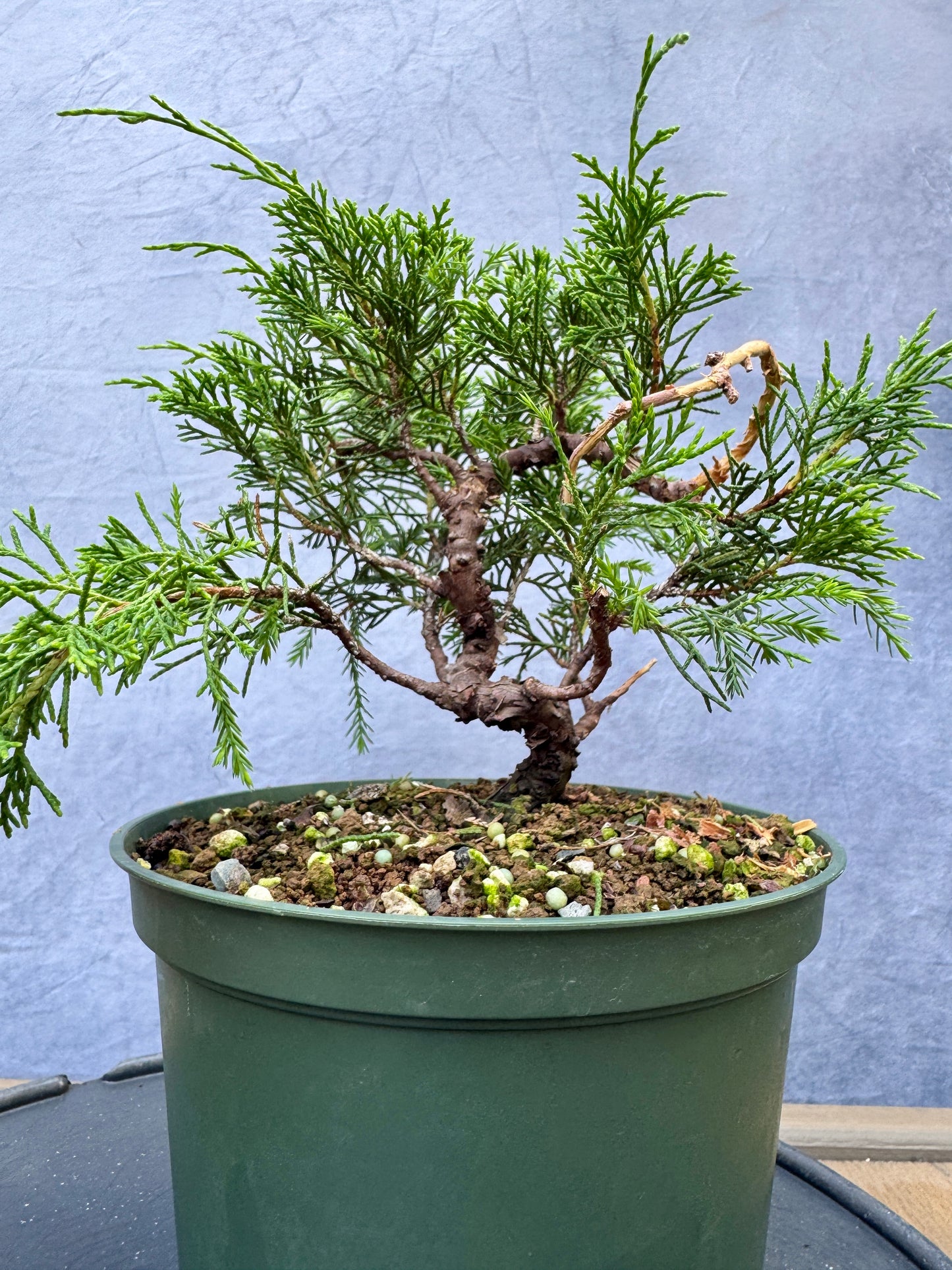 Itiogawa Shimpaku Juniper #6