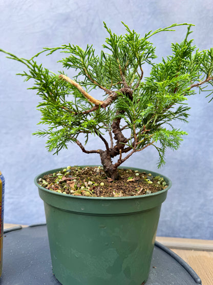 Itiogawa Shimpaku Juniper #6