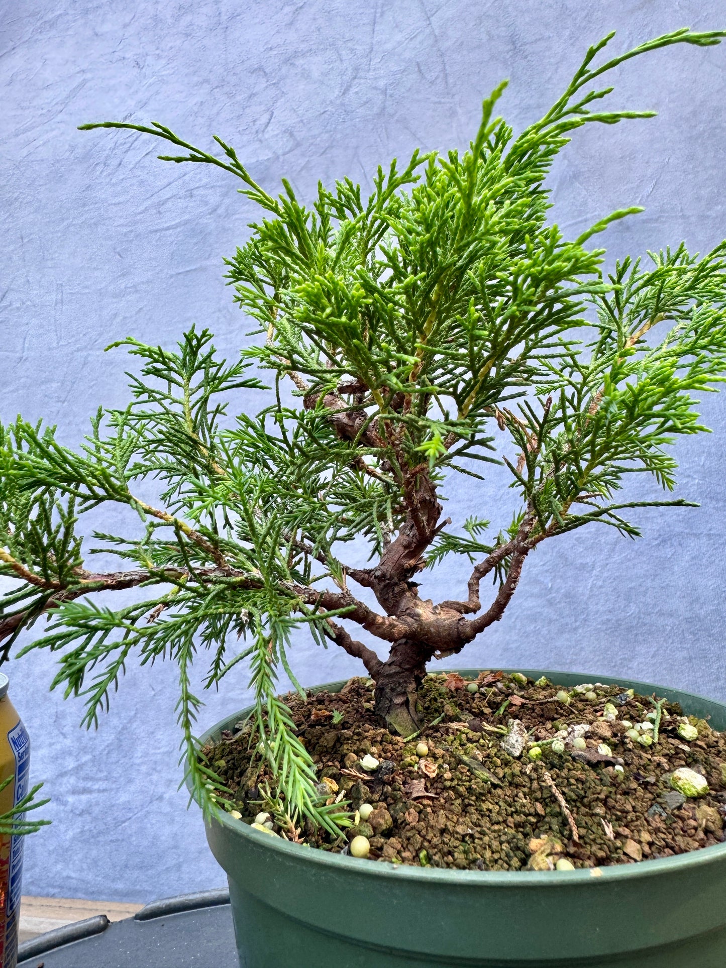 Itiogawa Shimpaku Juniper #6