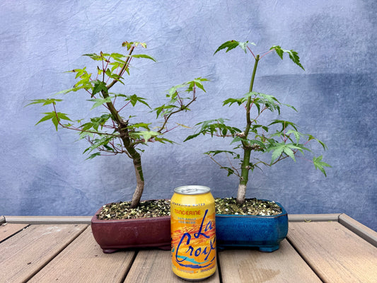 Japanese Maple Duo