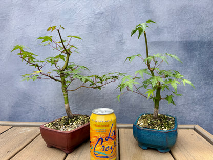 Japanese Maple Duo