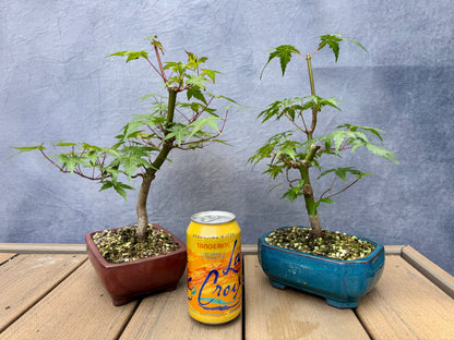 Japanese Maple Duo