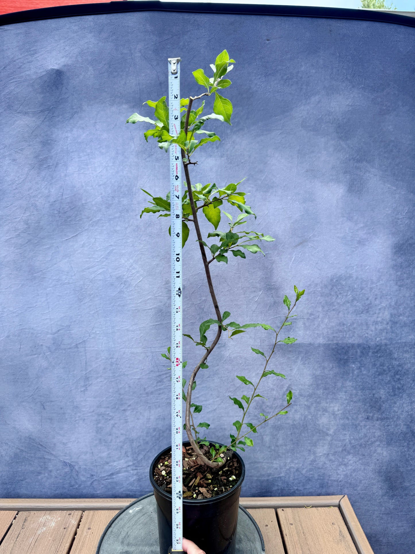 Female Princess Persimmon #4