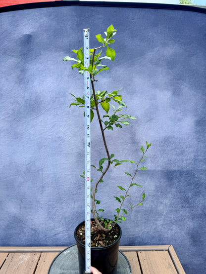 Female Princess Persimmon #4