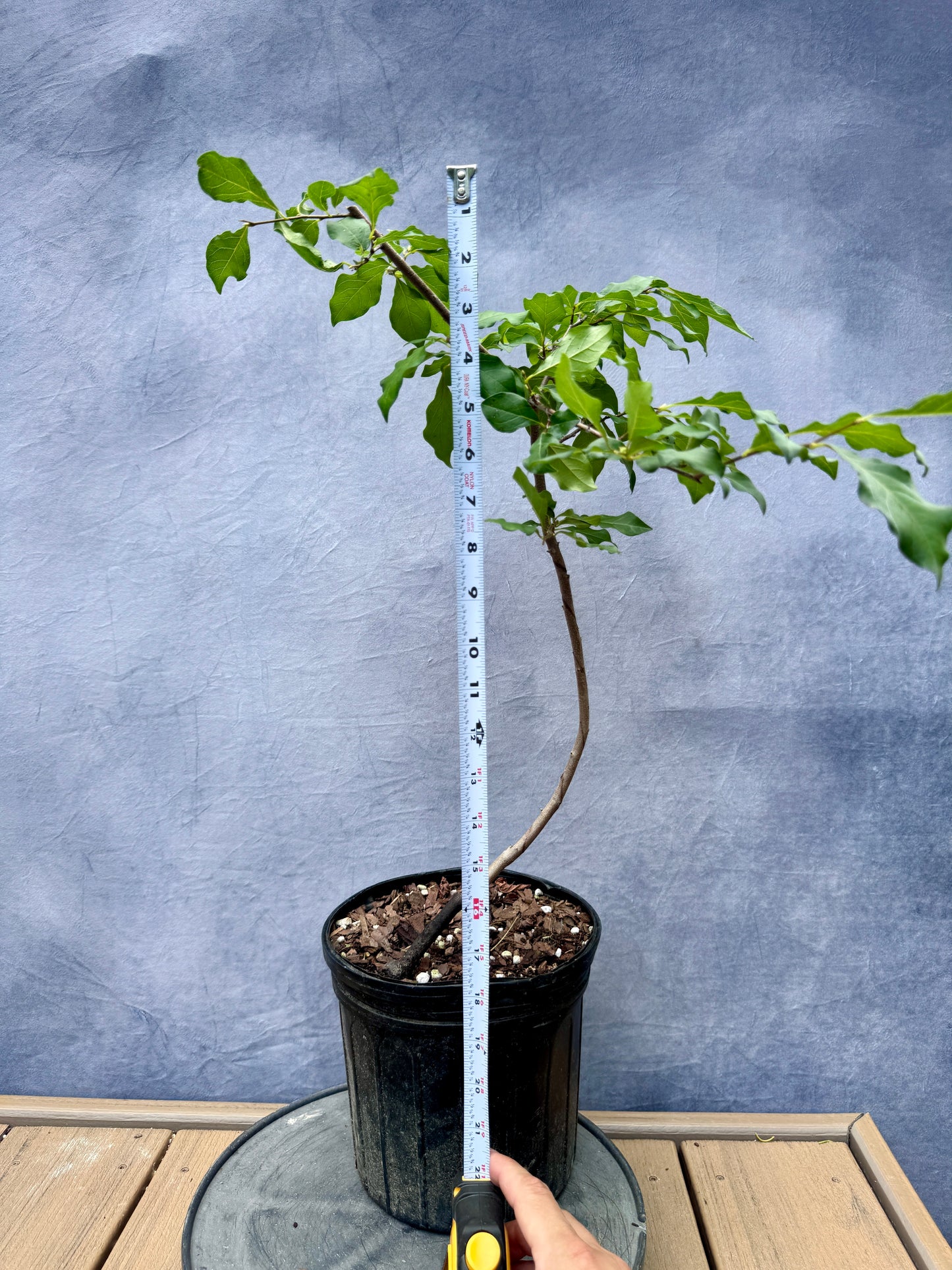 Female Princess Persimmon #5