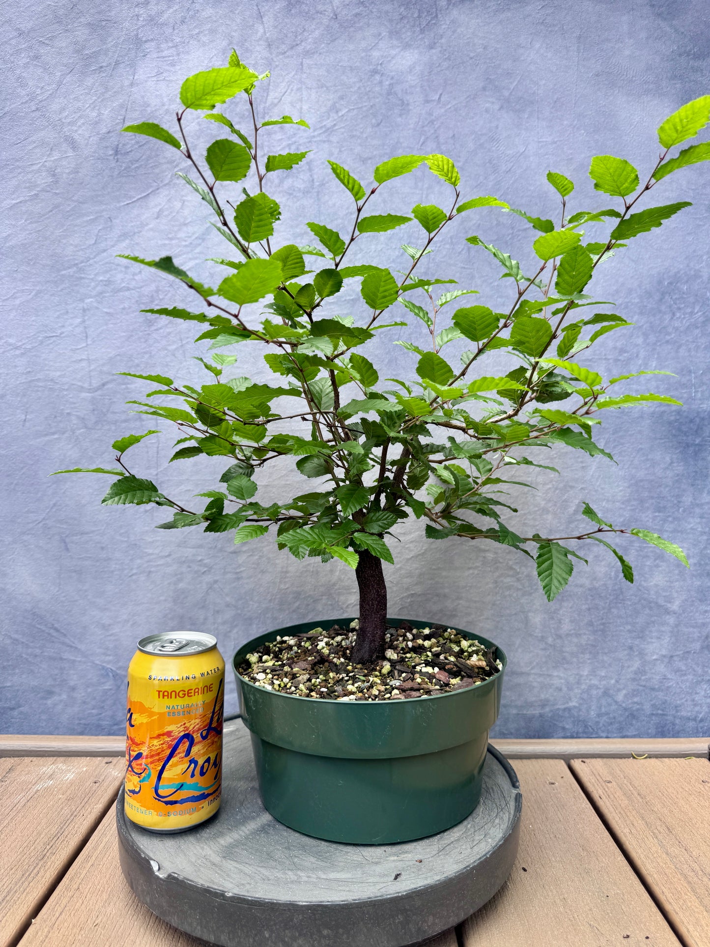 Korean Hornbeam #1