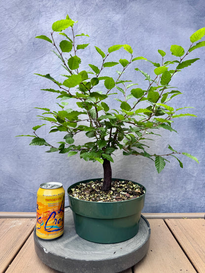 Korean Hornbeam #1