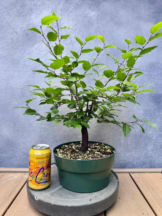 Korean Hornbeam #1