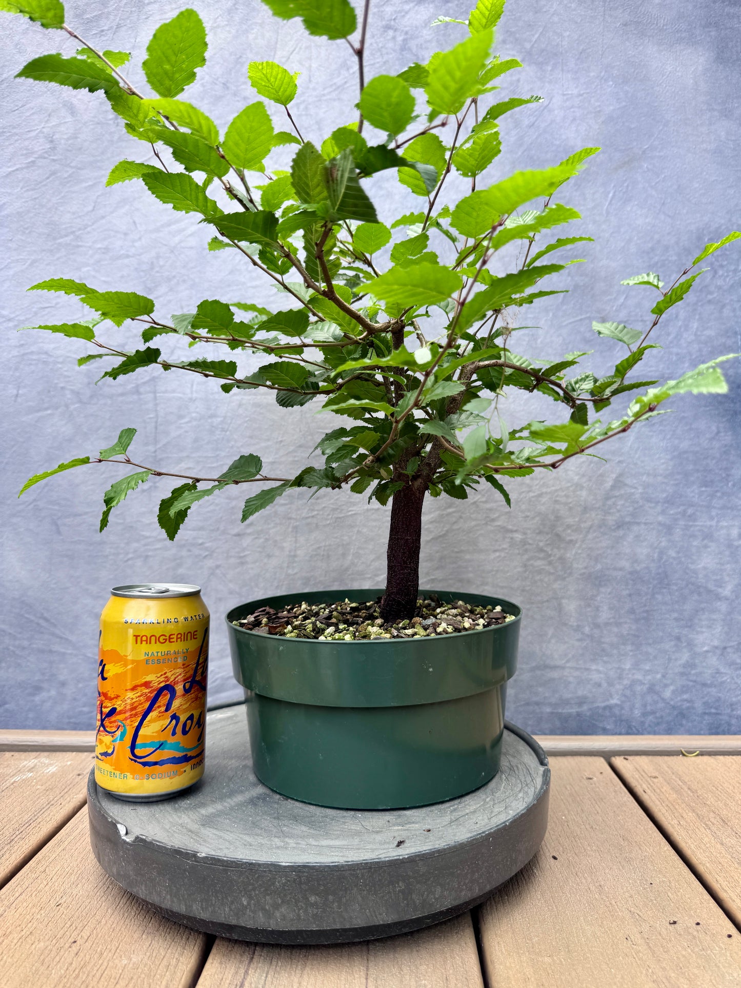 Korean Hornbeam #1