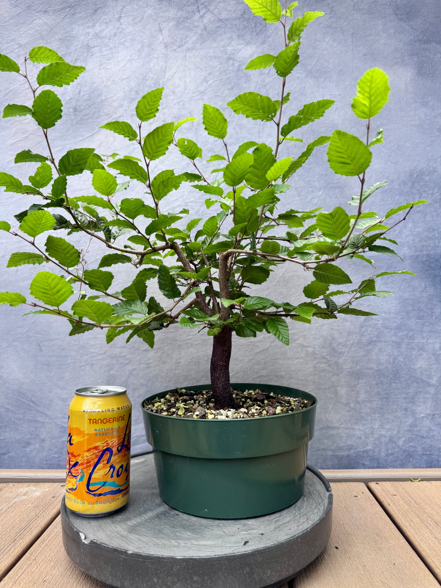 Korean Hornbeam #1