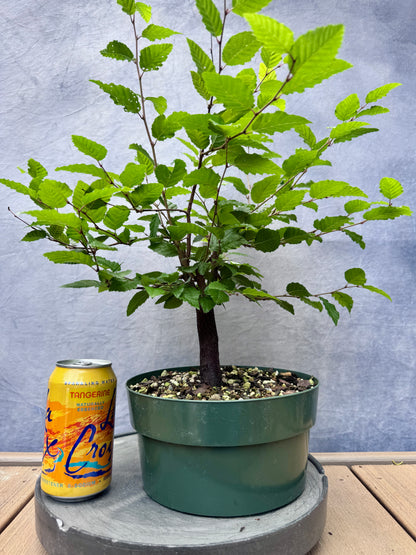 Korean Hornbeam #1