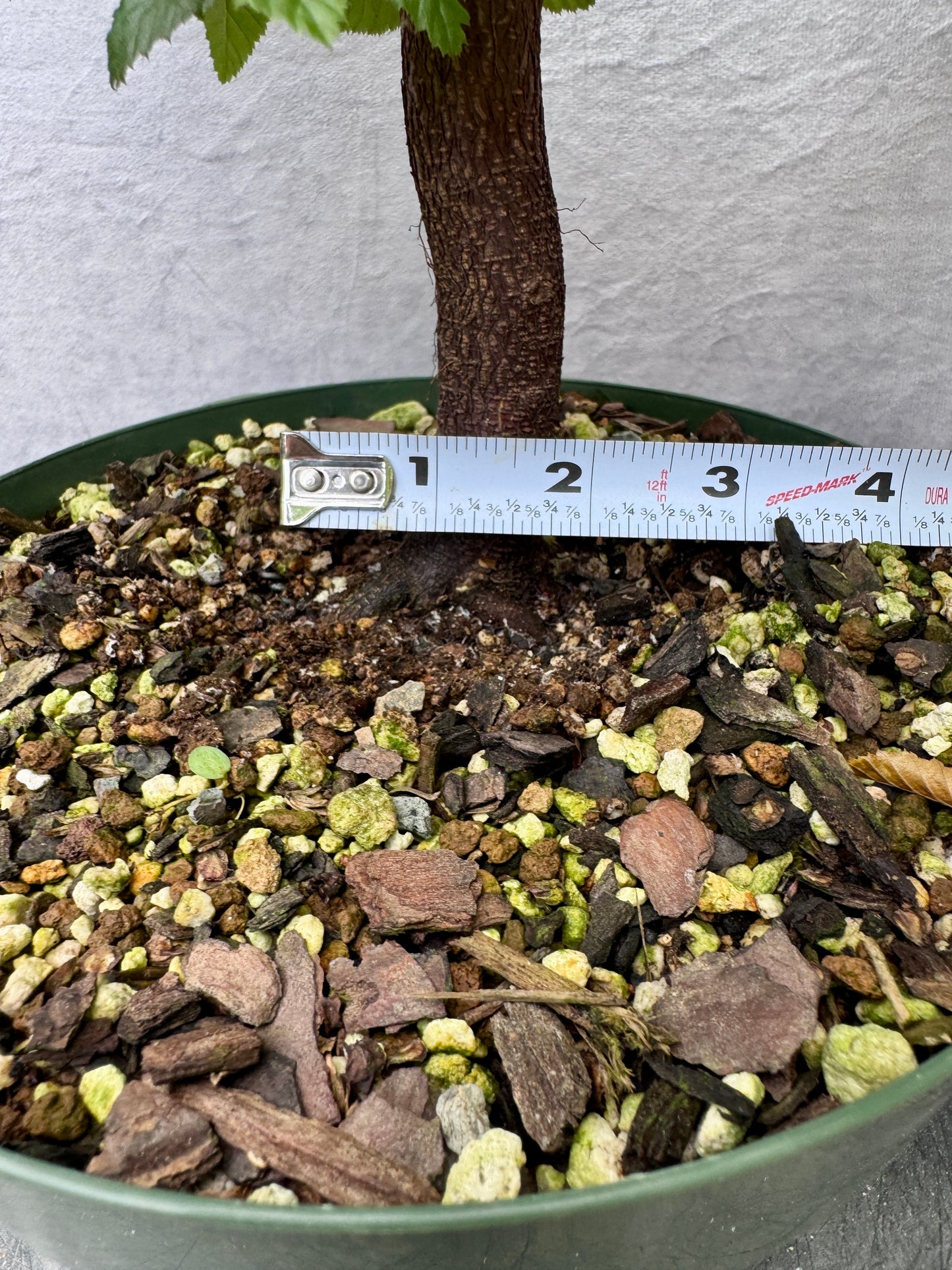 Korean Hornbeam #1