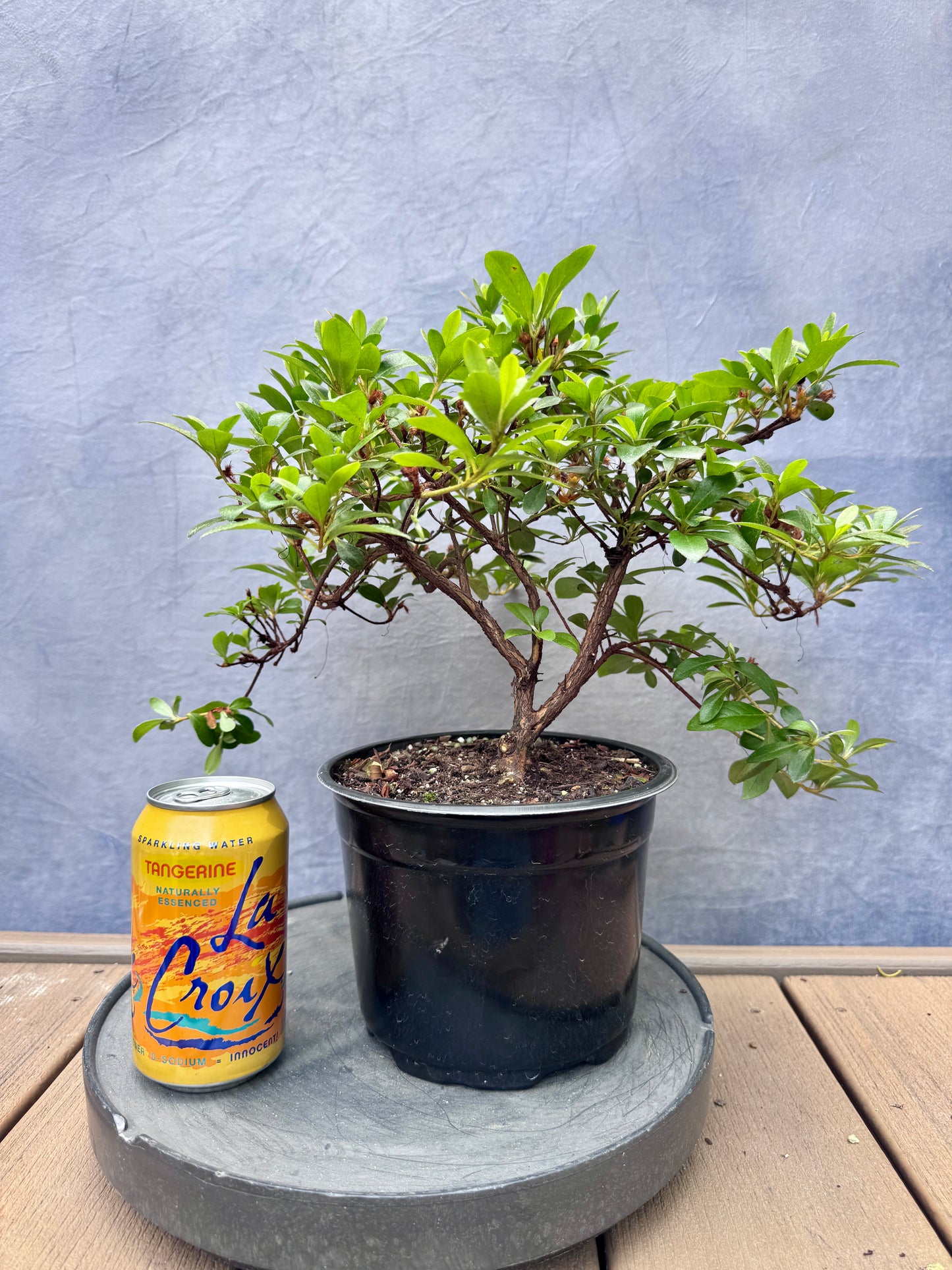 Asahi-no-Hikari Satsuki Azalea